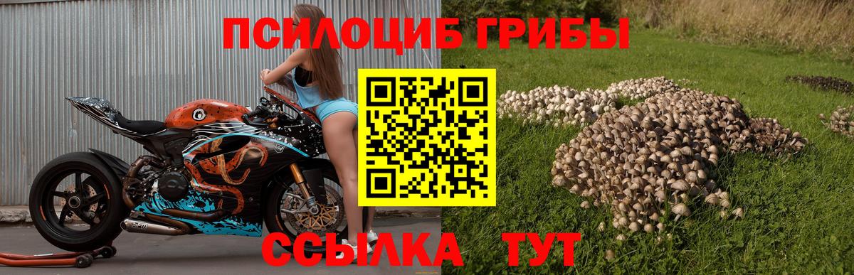 Галлюциногенные грибы Cubensis Находка